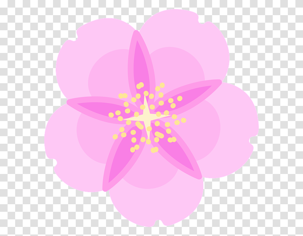 Desenho Flor De Cerejeira, Plant, Flower, Blossom, Petal Transparent Png