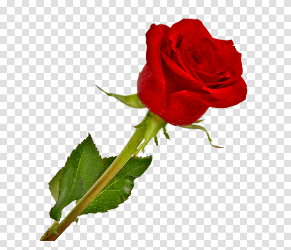 Desenho Rosas Vermelhas Image, Rose, Flower, Plant, Blossom Transparent Png