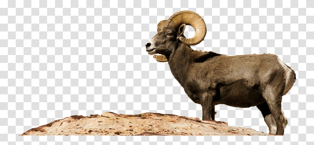 Desert Bighorn Sheep Desert Bighorn Sheep, Mammal, Animal, Wildlife, Goat Transparent Png