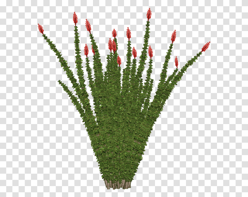 Desert Bushes, Green, Plant, Grass, Flower Transparent Png