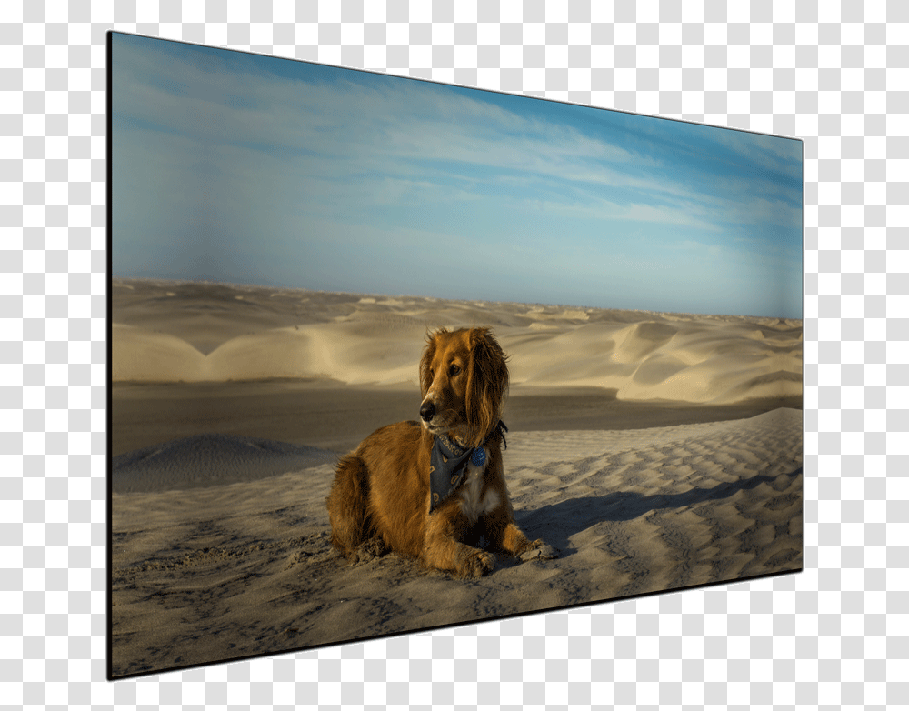 Desert Dog Canvas Print Alaska Kombi Life Dog, Soil, Sand, Outdoors, Nature Transparent Png