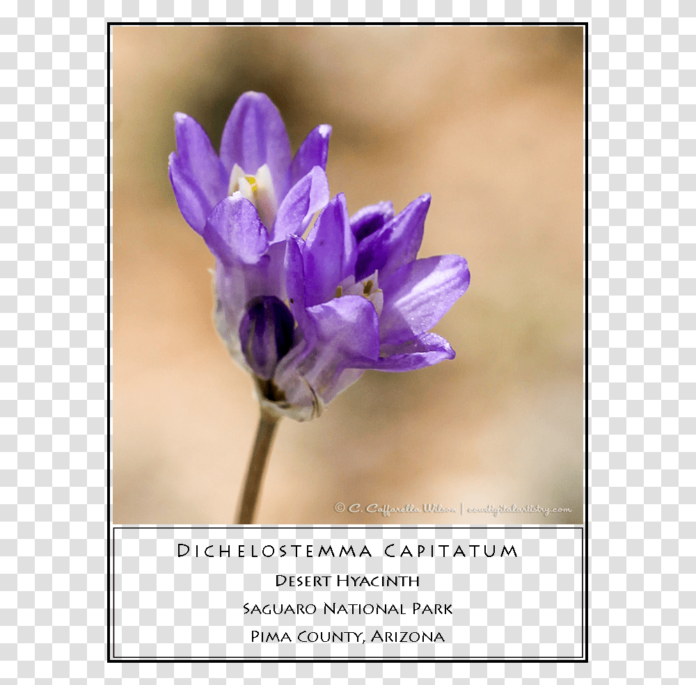 Desert Hyacinth Snow Crocus, Plant, Flower, Geranium, Iris Transparent Png