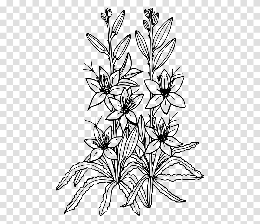 Desert Lily Desert Willow Flower Drawing, Gray, World Of Warcraft Transparent Png
