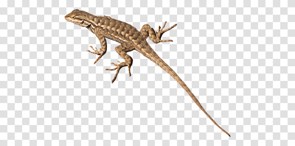 Desert Lizard, Reptile, Animal, Gecko, Anole Transparent Png