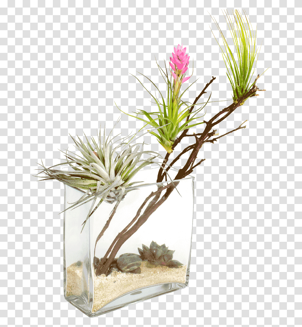 Desert Oasis Arid Plants, Ikebana, Vase, Ornament Transparent Png