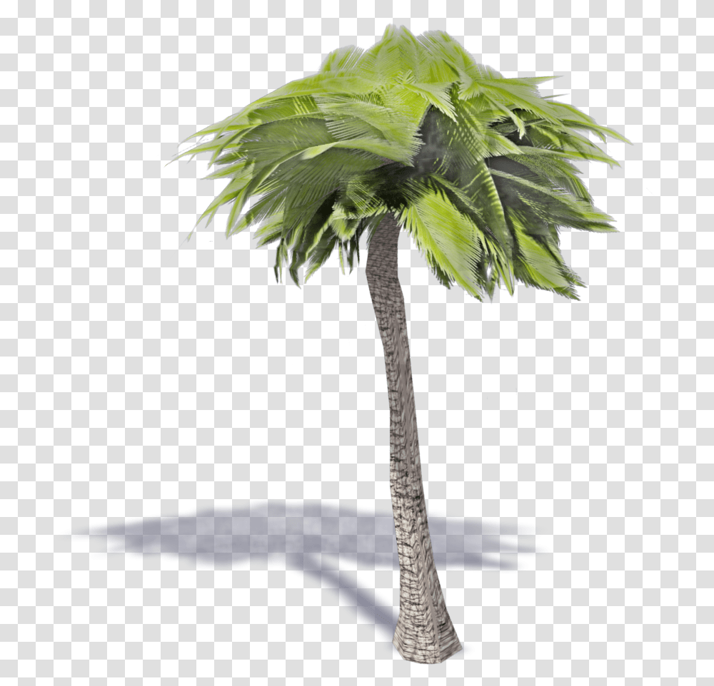 Desert Palm Borassus Flabellifer, Tree, Plant, Palm Tree, Arecaceae Transparent Png
