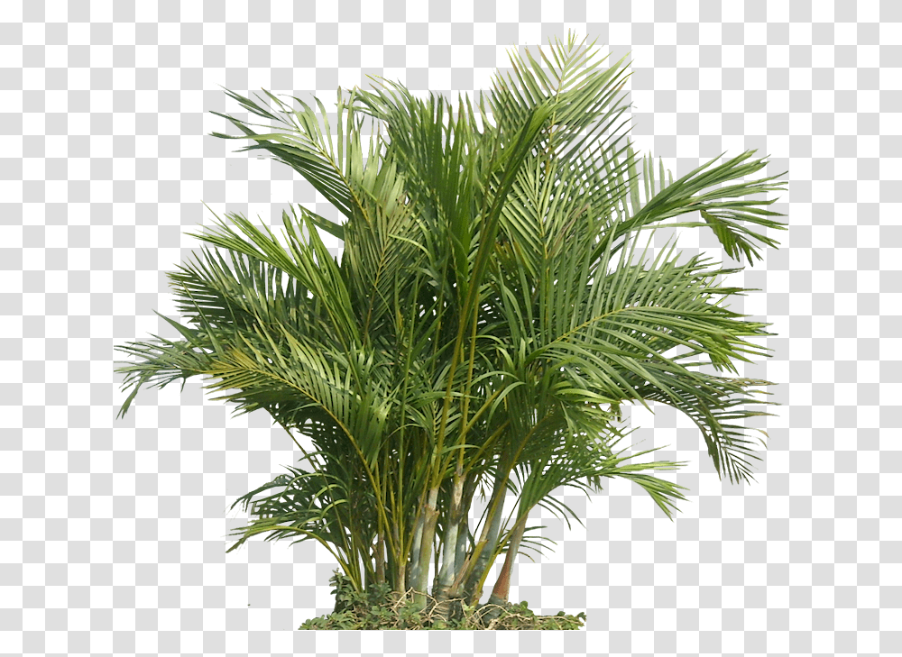 Desert Palm Plant, Tree, Palm Tree, Arecaceae, Vegetation Transparent Png