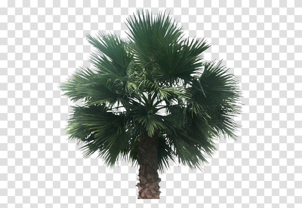 Desert Palm Tree, Plant, Arecaceae, Crystal, Flower Transparent Png