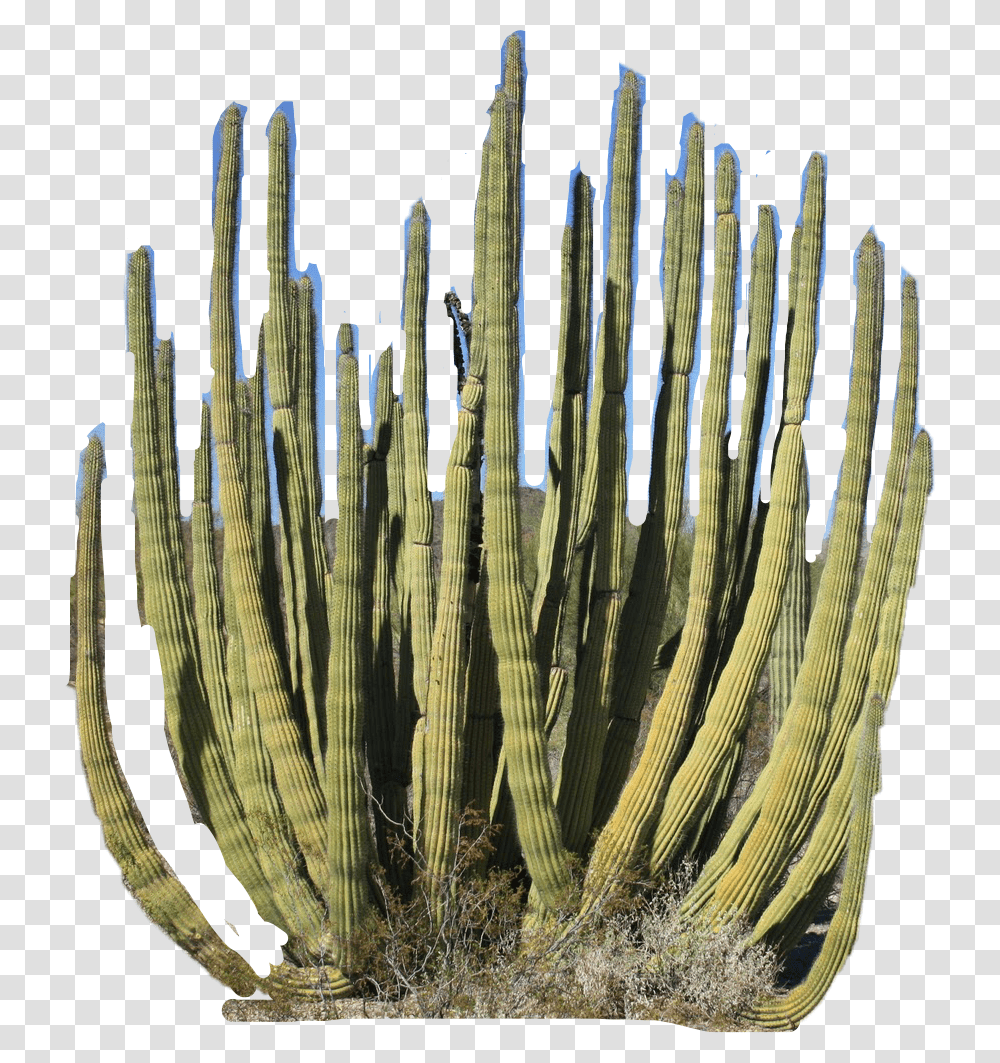 Desert Plant Cactus Freetoedit Hedgehog Cactus, Reef, Sea Life, Animal, Outdoors Transparent Png