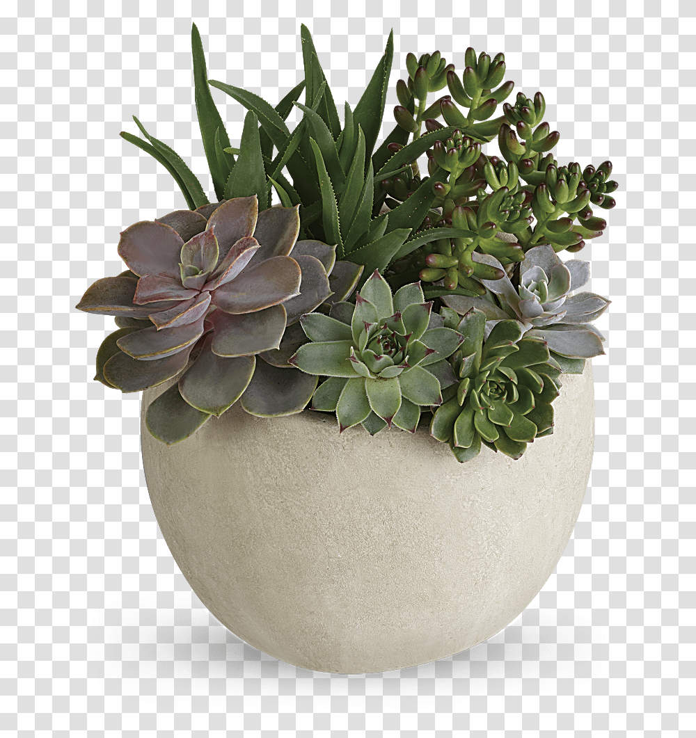 Desert Plants Green Succulents, Jar, Vase, Pottery, Potted Plant Transparent Png