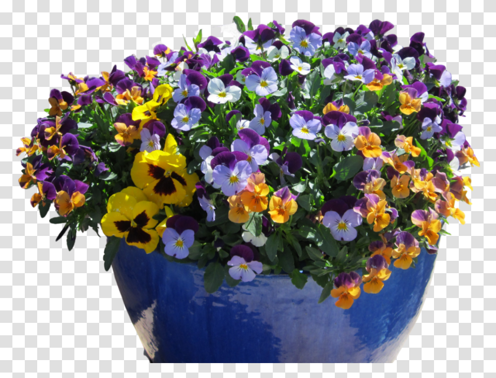 Desert Pots Archives The Potted Lovely, Plant, Flower, Blossom, Geranium Transparent Png