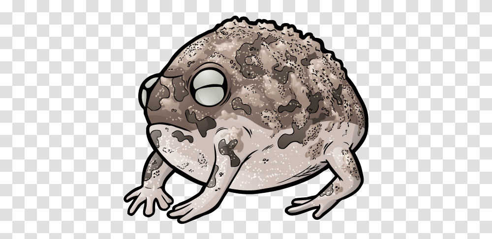 Desert Rain Frog No Background, Toad, Amphibian, Wildlife, Animal Transparent Png