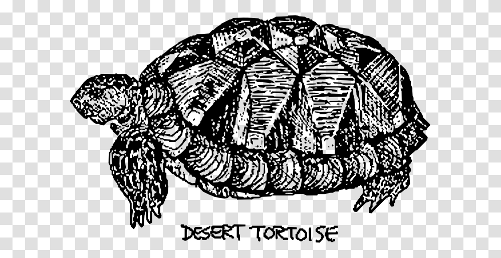Desert Tortoise Tortuga De Desierto Dibujo, Gray, World Of Warcraft Transparent Png