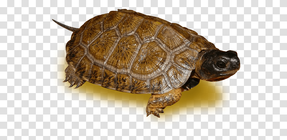 Desert Tortoise, Turtle, Reptile, Sea Life, Animal Transparent Png