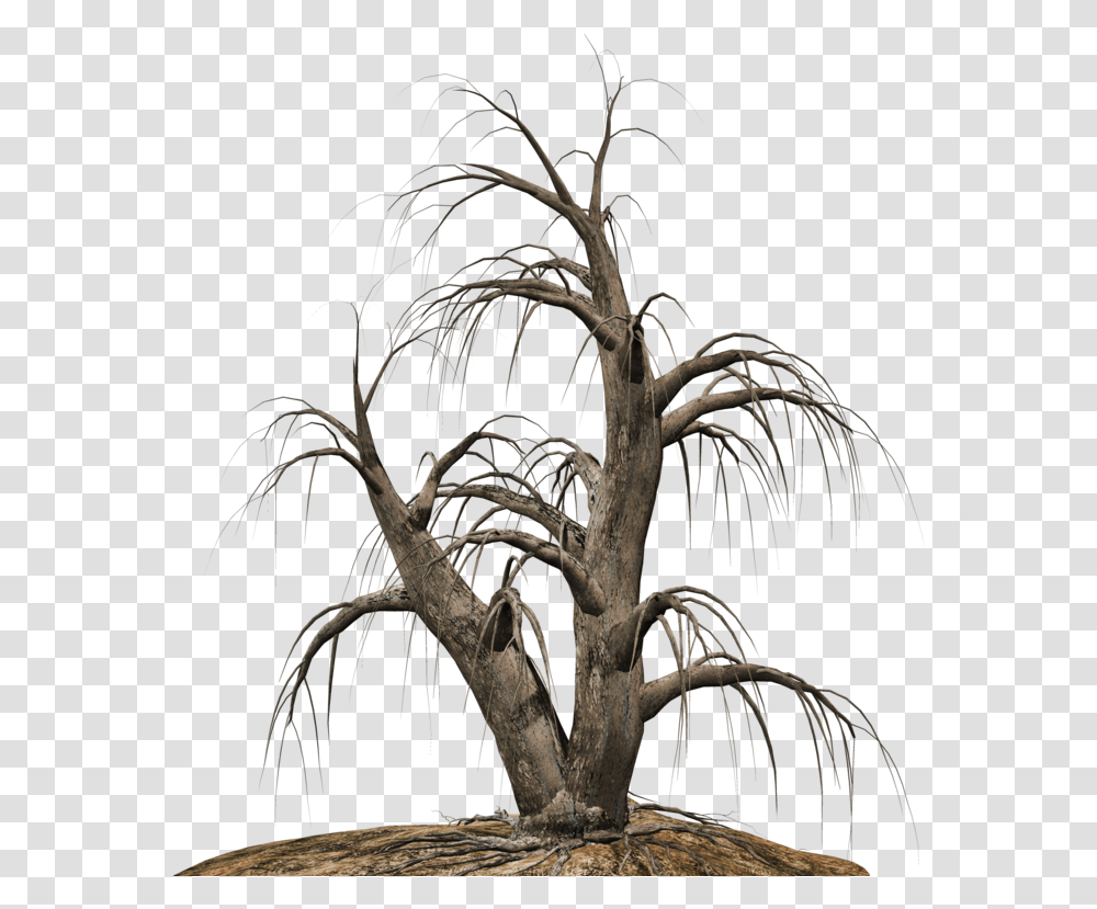Desert Tree, Plant, Nature, Outdoors, Night Transparent Png