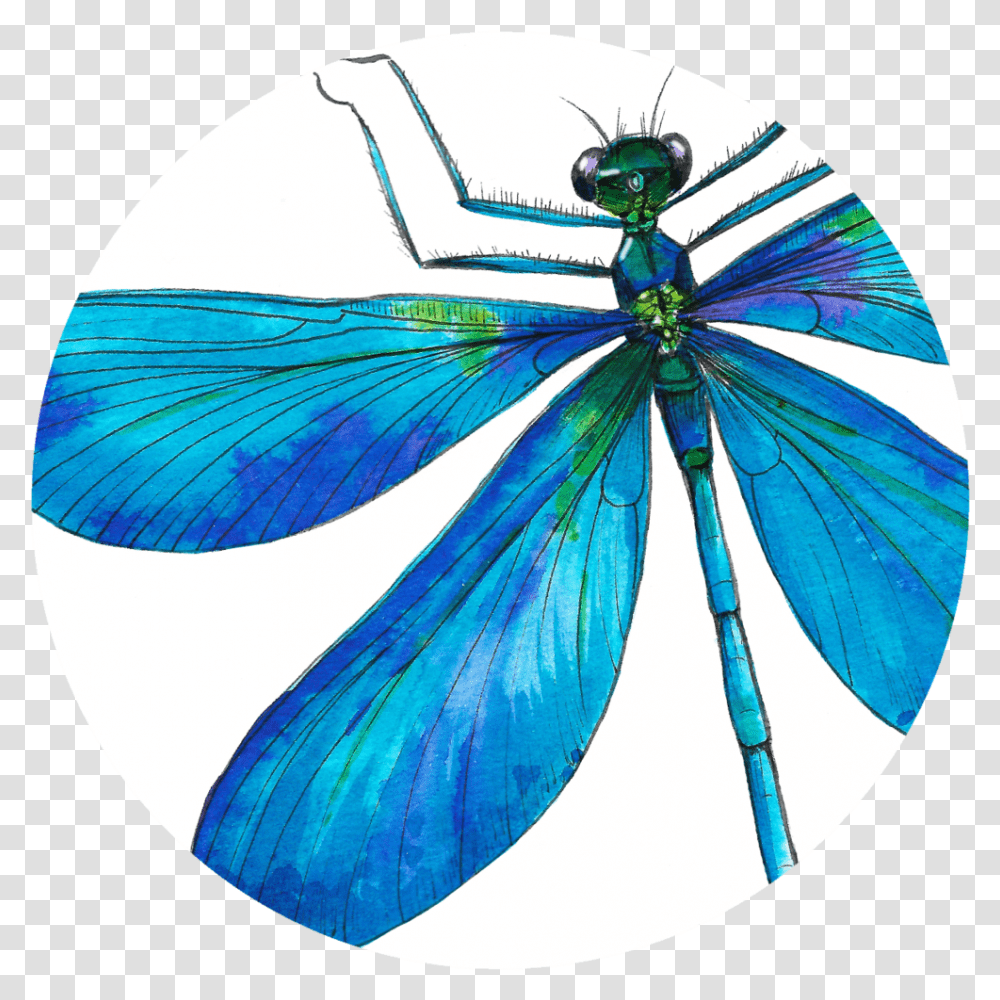 Design By Delphine Jones Insects, Dragonfly, Invertebrate, Animal, Anisoptera Transparent Png