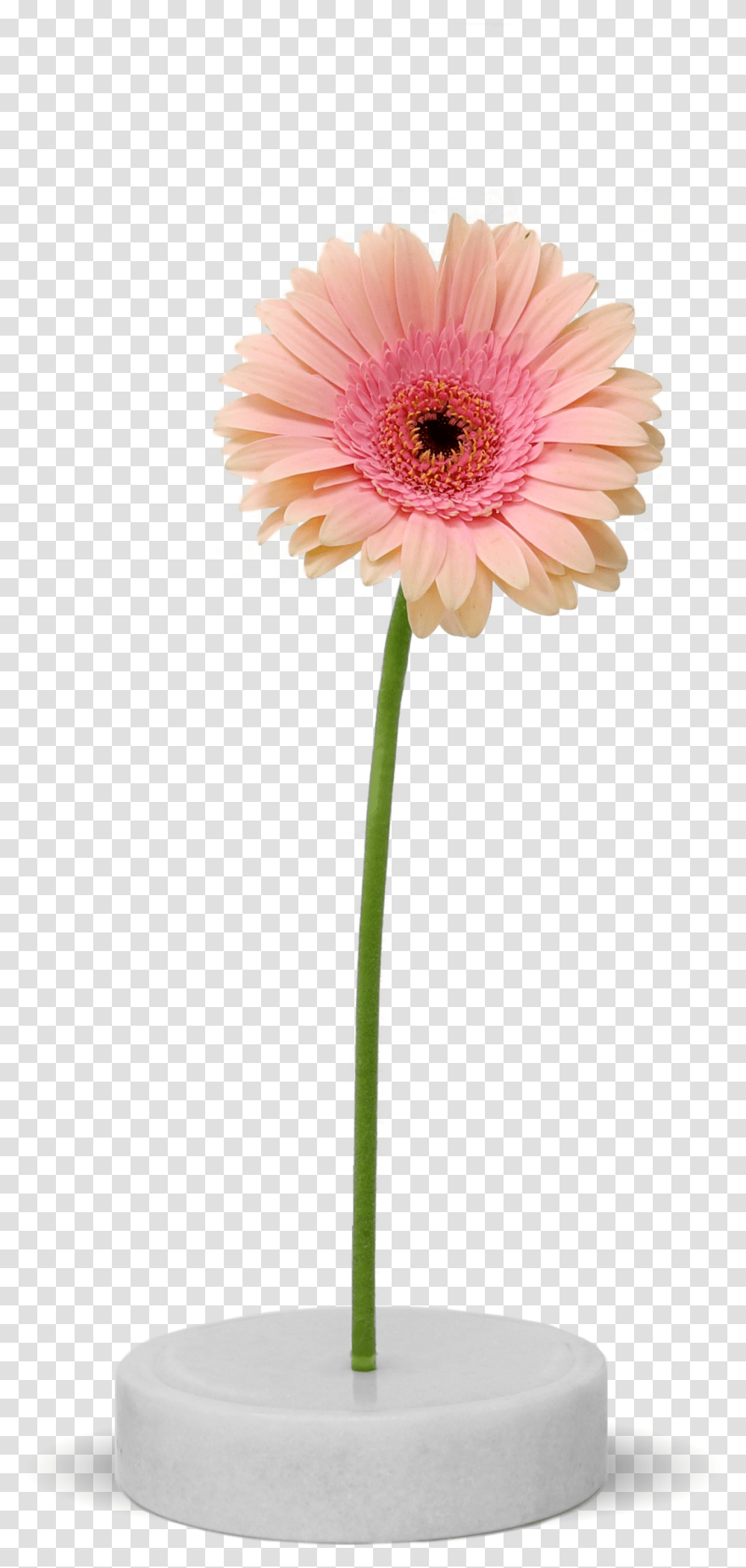 Design, Plant, Daisy, Flower, Daisies Transparent Png