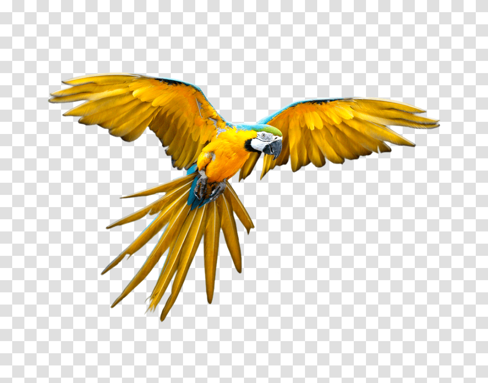 Design Refs For Rohail In Animals, Bird, Macaw, Parrot Transparent Png