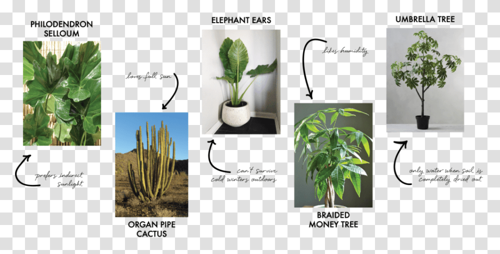 Design School Trees, Plant, Cactus Transparent Png