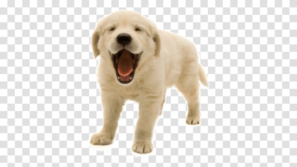 Designs Dog Picture Of Dog, Golden Retriever, Pet, Canine, Animal Transparent Png
