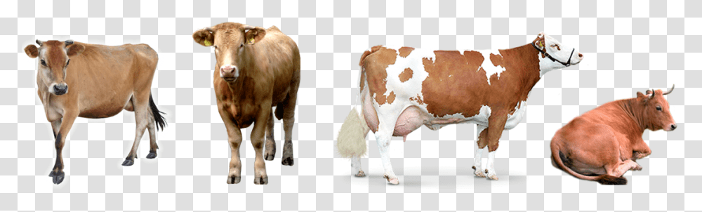 Desinfectante Para Ganado Imagenes De Vacas, Cow, Cattle, Mammal, Animal Transparent Png