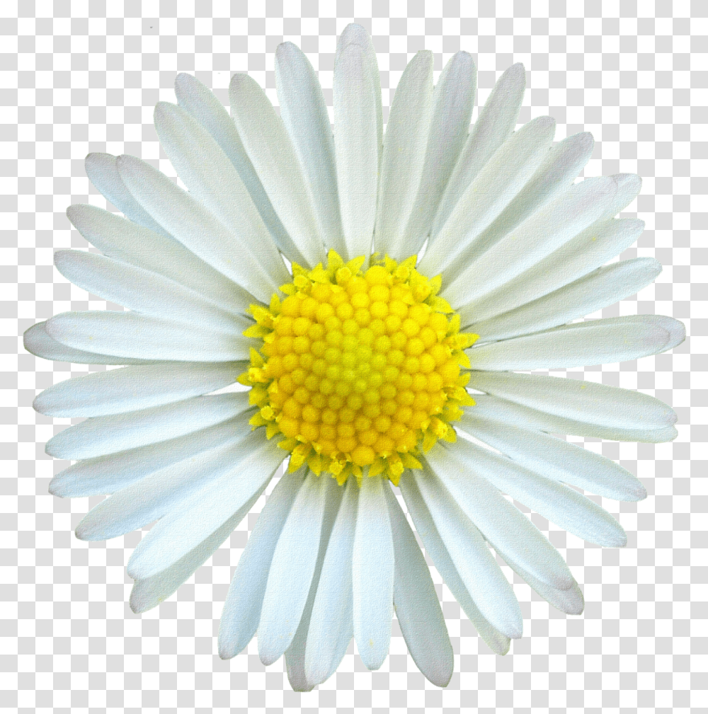 Desk Background Mv White Daisy Flower, Plant, Daisies, Blossom Transparent Png