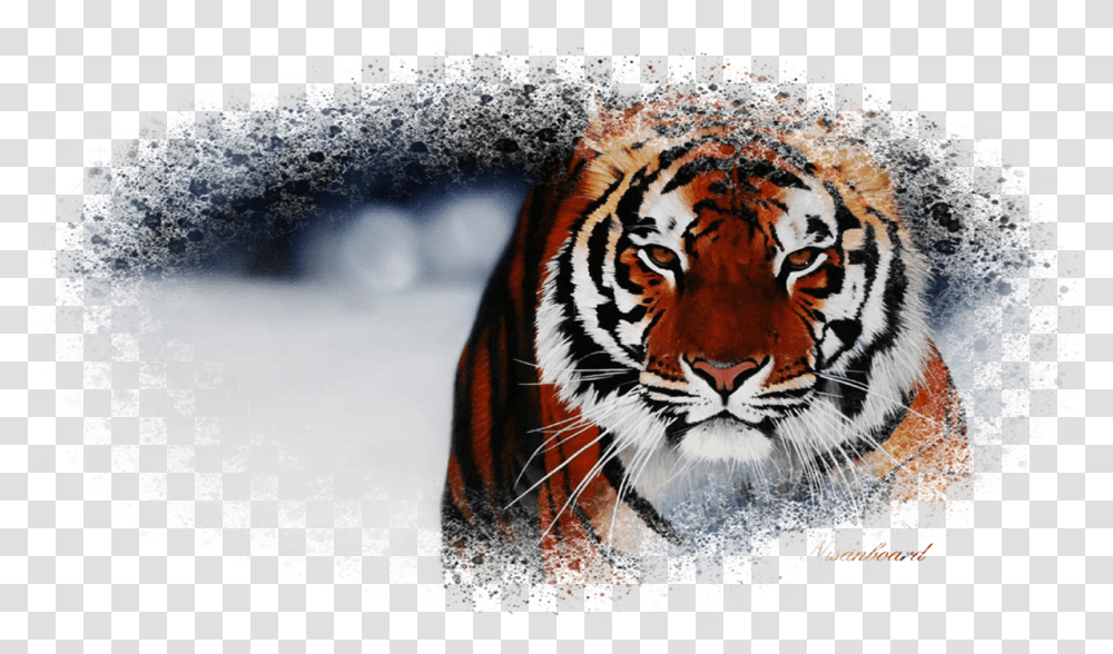 Desktop Backgrounds Of Animals, Tiger, Wildlife, Mammal Transparent Png