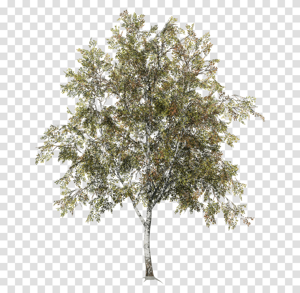 Desktop Field Birch Tree, Plant, Oak, Tree Trunk, Sycamore Transparent Png