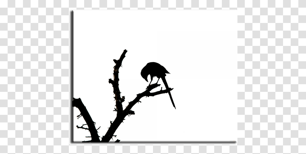 Desktop Wallpaper Image Quran Silhouette Mockingbird, Animal, Blackbird, Crow, Jay Transparent Png