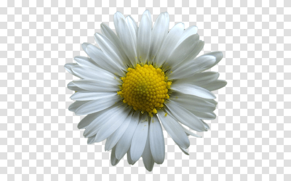Dessin Fleur Blanche, Plant, Daisy, Flower, Daisies Transparent Png