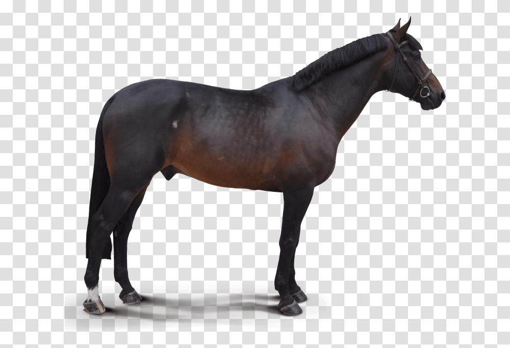 Destello Horse, Mammal, Animal, Stallion, Colt Horse Transparent Png