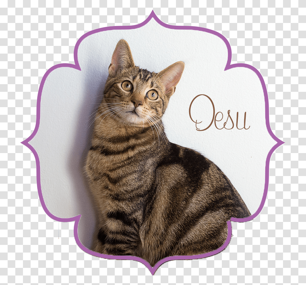 Desu Front Domestic Short Haired Cat, Pet, Mammal, Animal, Abyssinian Transparent Png