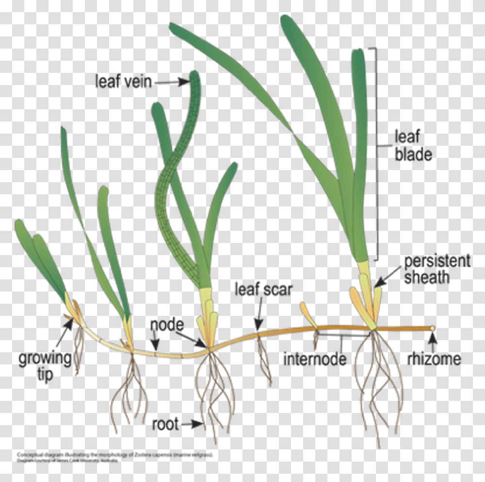 Detailed Illustration Of Posidonia Australis Source Posidonia Australis, Plant, Bow, Flower, Potted Plant Transparent Png