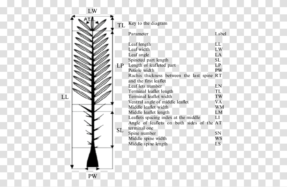 Detailed Morphological Traits Of Date Palm Tree Leaf As Date Tree With Label, Clothing, Apparel, Text, Arrow Transparent Png