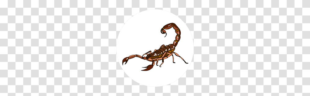 Detailed Scorpion Stickers Car Decals, Invertebrate, Animal Transparent Png