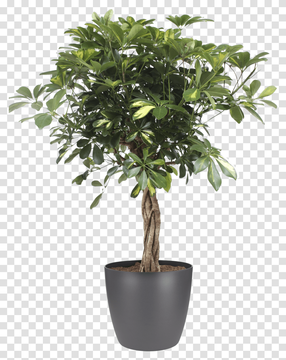 Details About Botanicly Arbre D Intrieur En Pot, Tree, Plant, Potted Plant, Vase Transparent Png