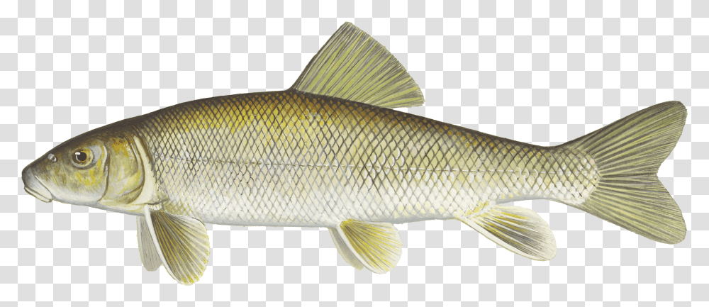Details White Sucker Does A White Sucker Look Like, Fish, Animal, Sea Life, Perch Transparent Png