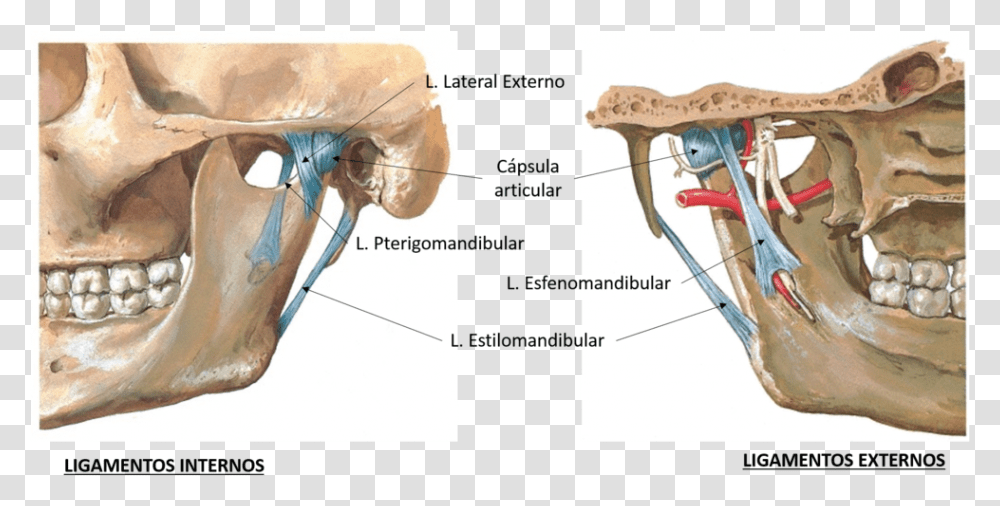 Detailsjaw, Horse, Mammal, Animal, Hip Transparent Png