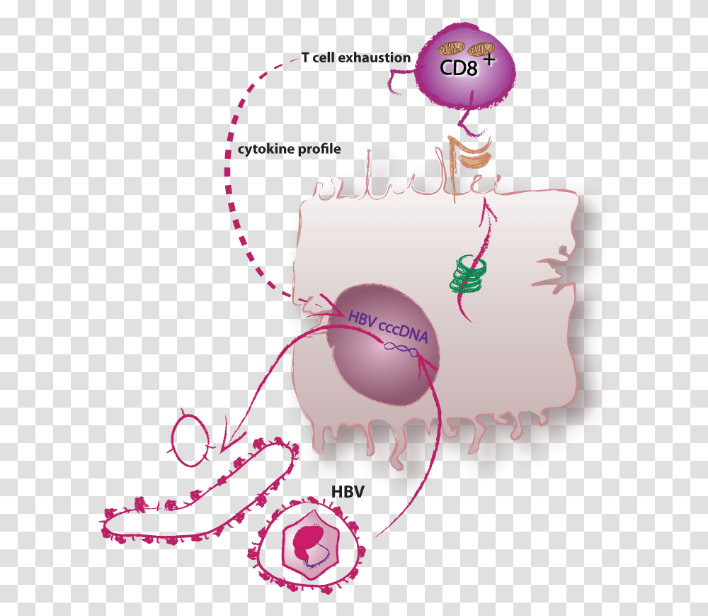 Determinants And Dynamics Of Elimination Versus Illustration, Paper, Egg, Nature, Birthday Cake Transparent Png