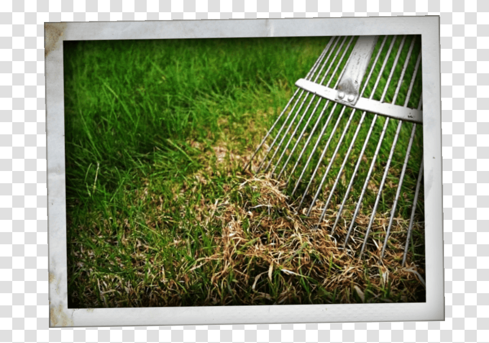 Dethatcher, Grass, Plant, Rake Transparent Png