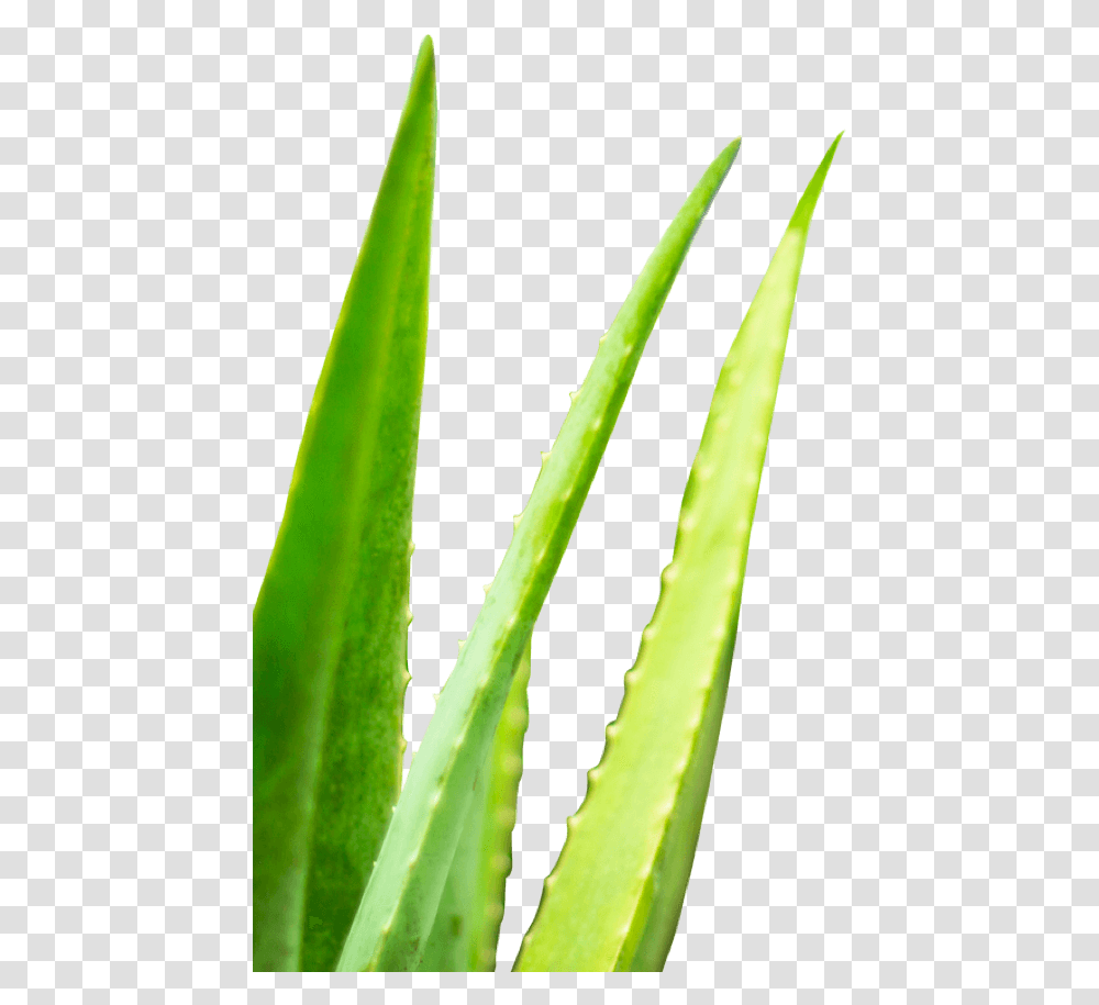 Detoxwater Prebiotic Aloe Vera Infused Water - Detoxwater Agave, Plant, Leaf Transparent Png