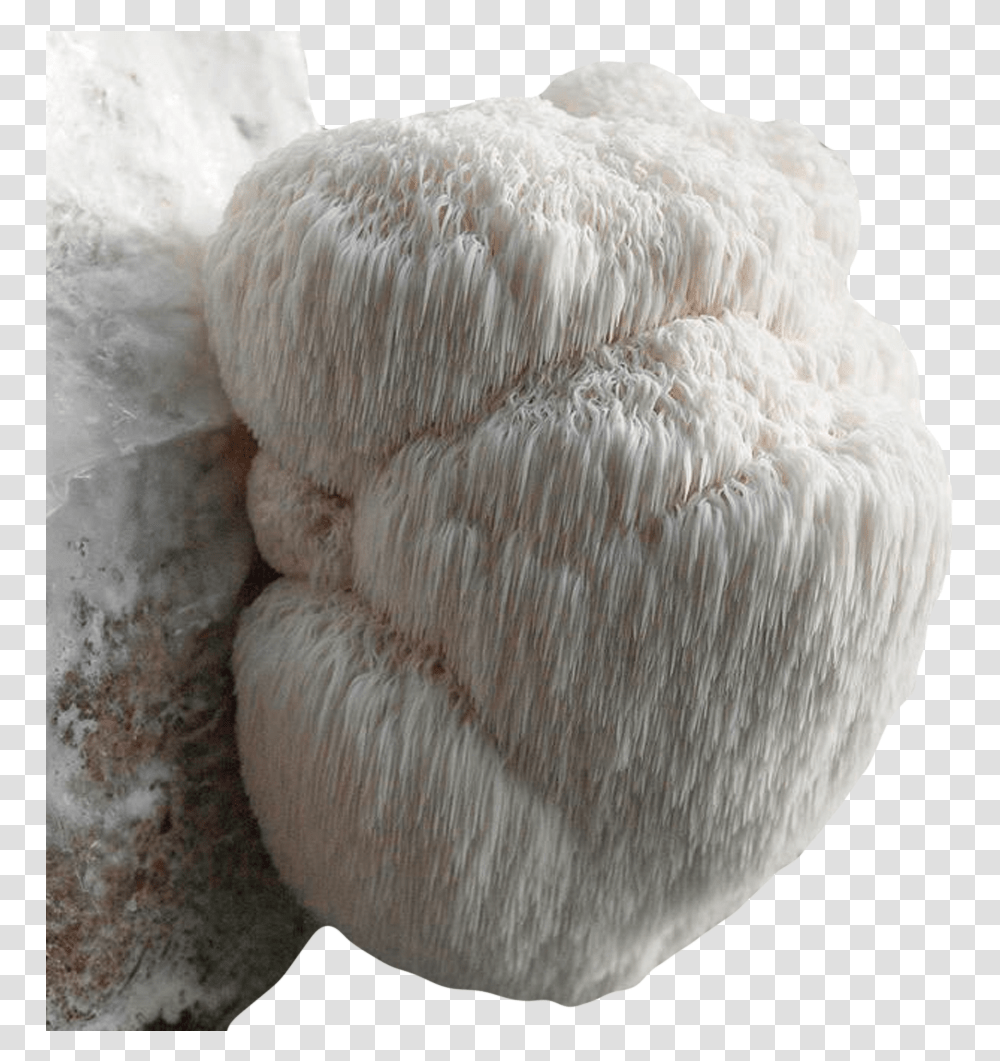 Detroit Mushroom Company Mane Mushroom, Plant, Fungus, Wool, Rug Transparent Png