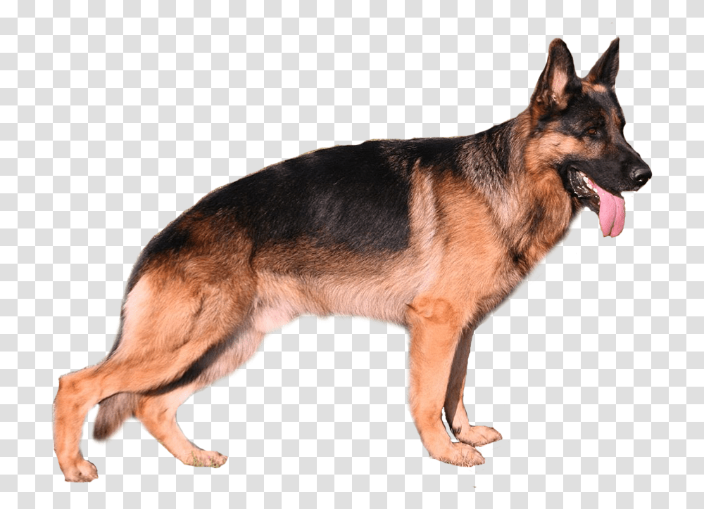 Deutscher Schferhund Download Deutscher Schferhund, German Shepherd, Dog, Pet, Canine Transparent Png