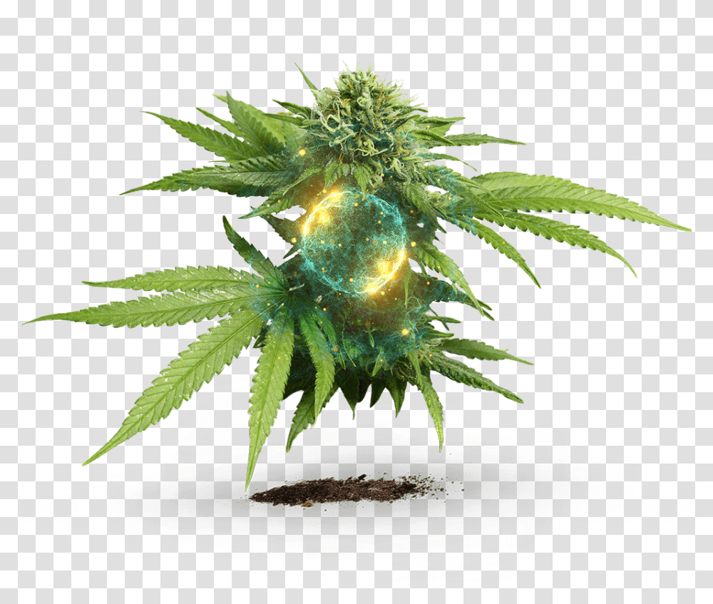 Develop Marijuana Plant White Background, Tree, Vegetation, Weed, Aloe Transparent Png