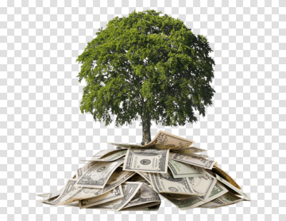 Develop Money Tree Money Under A Tree, Dollar, Plant Transparent Png