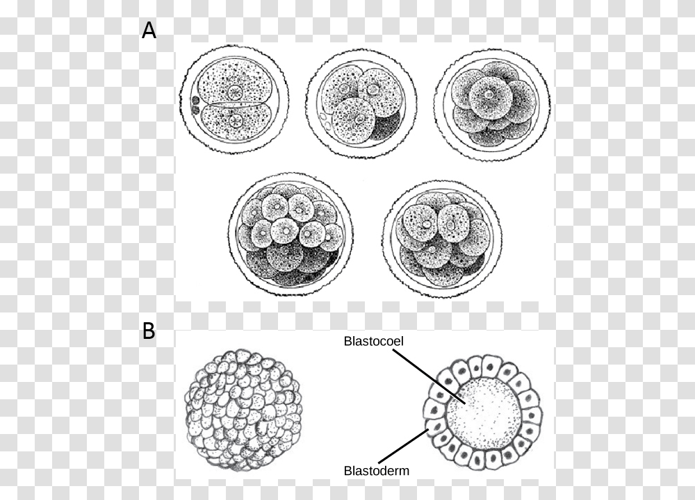 Development Drawing Age Embryos Cell Divisions, Plant, Art, Outdoors, Nature Transparent Png