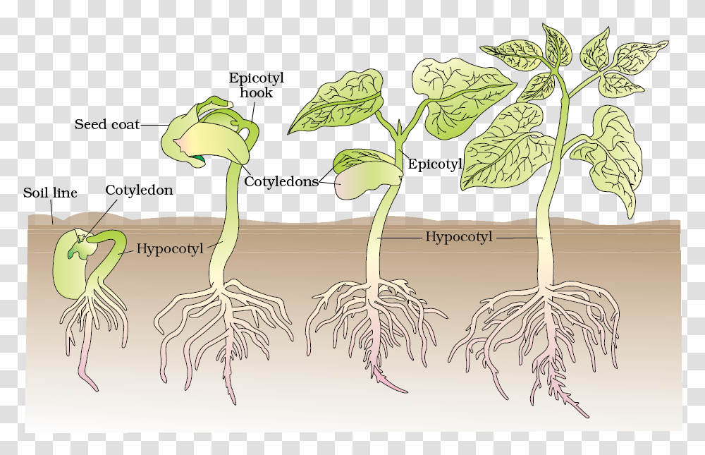 Development Of Plants, Root, Bird, Animal, Painting Transparent Png