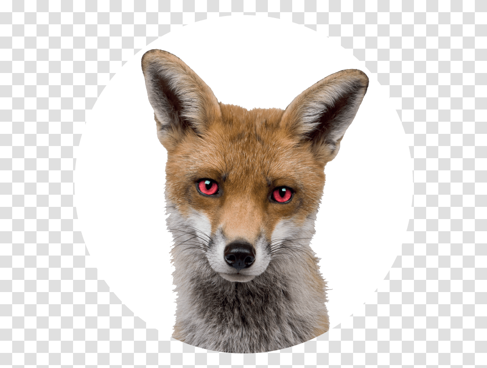 Devil Eyes Download Fox Head, Wildlife, Mammal, Animal, Dog Transparent Png