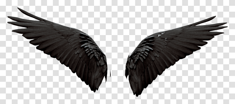 Devil Wings Photo Editing Background Lovely, Waterfowl, Bird, Animal, Eagle Transparent Png