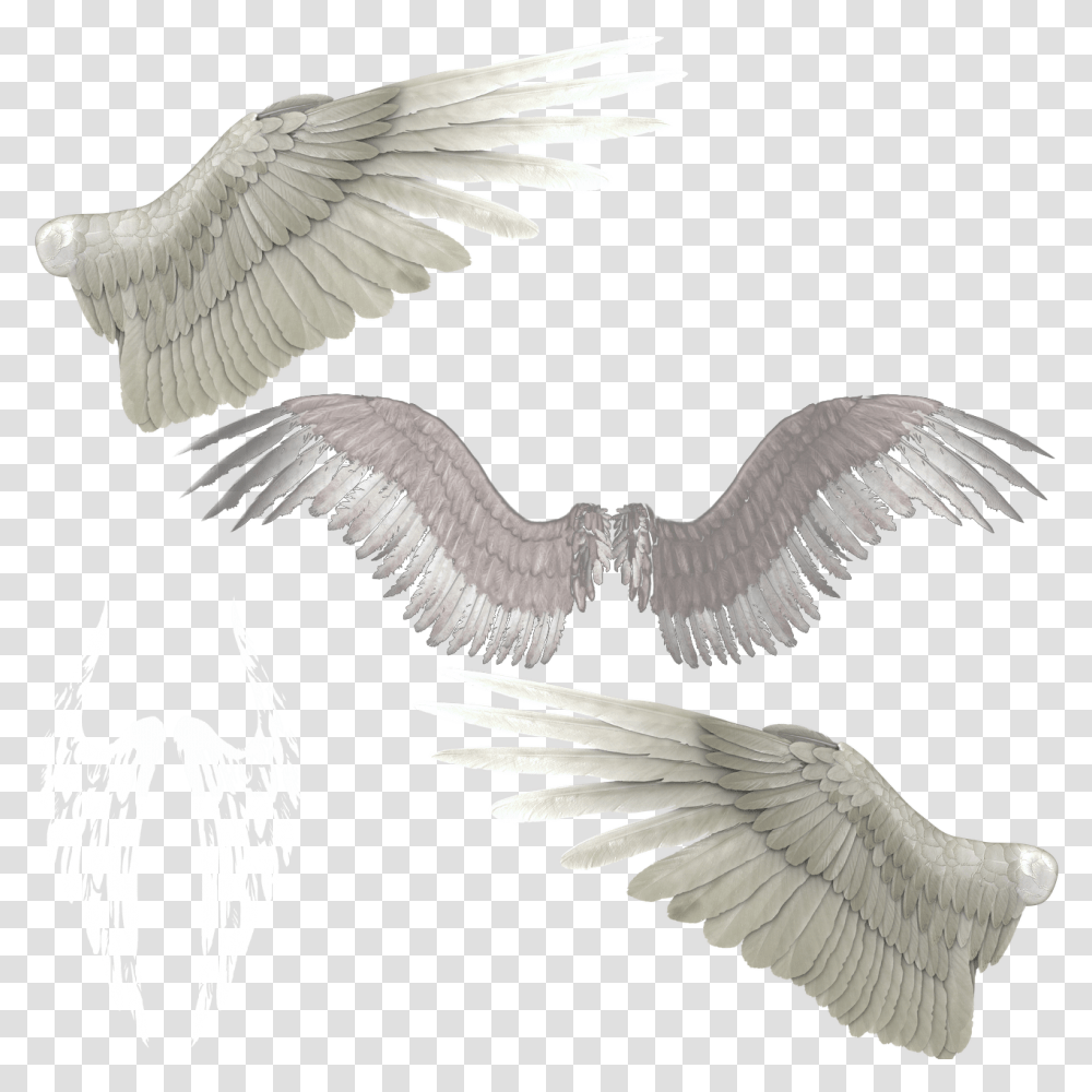 Devil Wings Wings, Bird, Animal, Eagle, Vulture Transparent Png